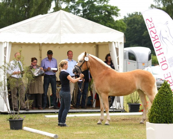 broodmare Mirza (Haflinger, 2011, from Maestro)