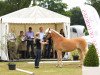 broodmare Mirza (Haflinger, 2011, from Maestro)