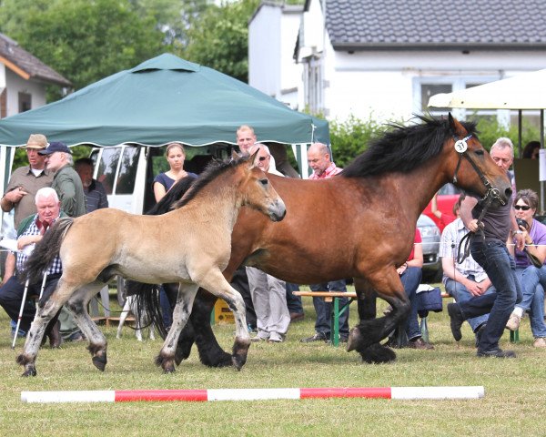 Pferd Hengst von Franco (Rheinisch-Deutsches Kaltblut, 2014, von Franco)