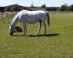 broodmare Grand Lady (Oldenburg, 1993, from Grannus)