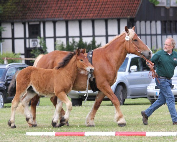 horse Hengst von Martell (Rhenish-German Cold-Blood, 2014, from Martell)