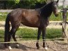 broodmare Die Wenke (Oldenburg show jumper, 2011, from Diarado)