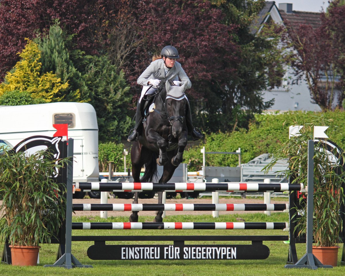Springpferd Everyday a Diamond (Hannoveraner, 2004, von Escudo I)