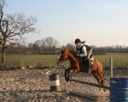 dressage horse Jolanta (Württemberger, 2006, from Just Perfect)