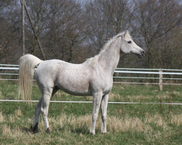 horse El Wa Ha Taquatu EAO (Arabian thoroughbred, 1991, from El Thay Kayed EAO)