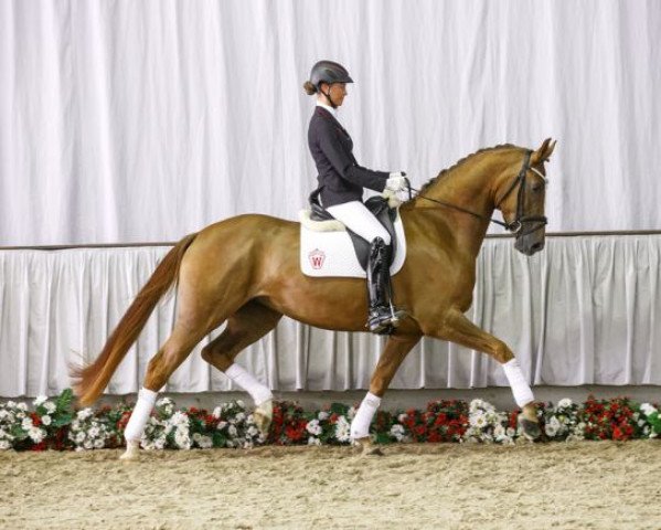 broodmare First Lady (Westphalian, 2012, from First Selection)