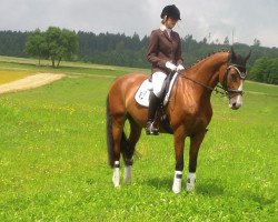 dressage horse Scarlett (Württemberger, 2007)