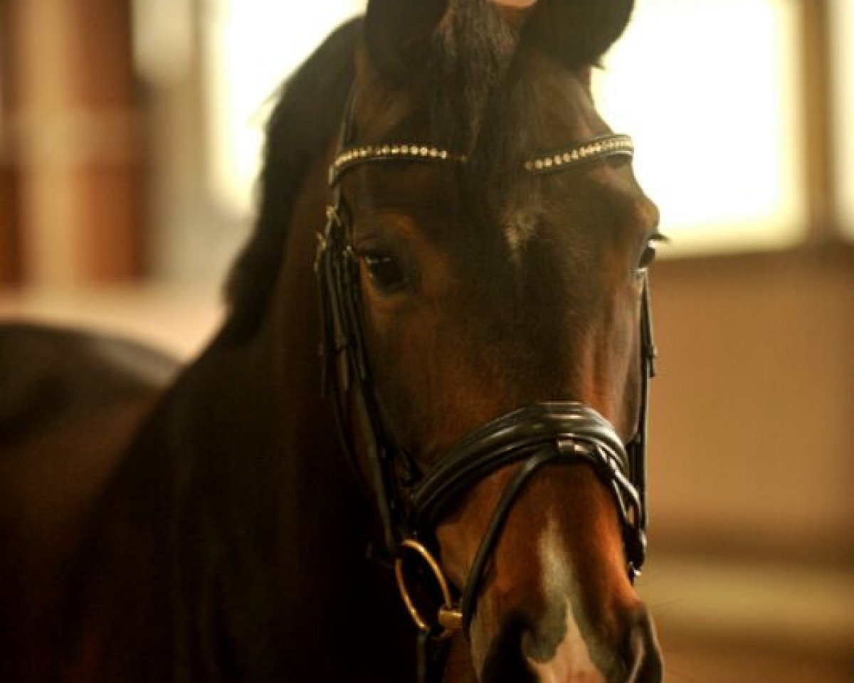 broodmare Fiona 500 (Westphalian, 2007, from Florestan I)