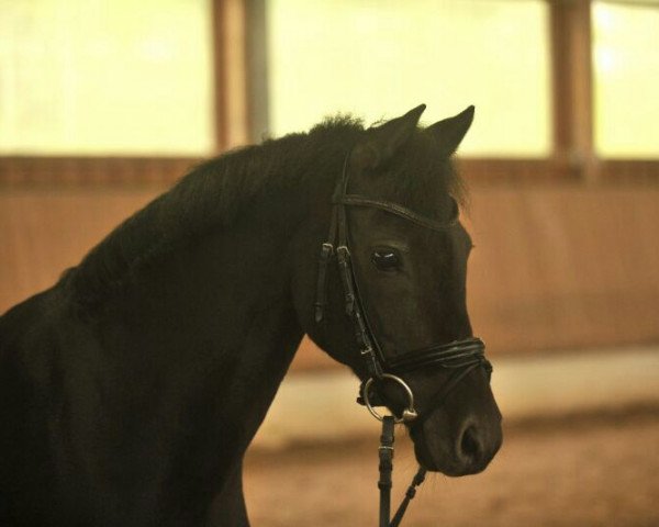 horse Halima 14 (German Riding Pony, 1999, from Helion)