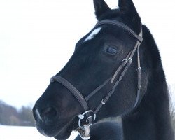 broodmare Elise (Hanoverian, 1996, from Espri)