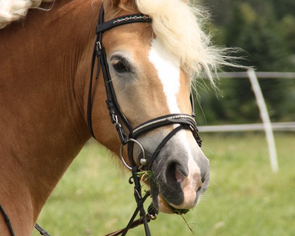 Dressurpferd Sueleika (Haflinger, 2008)