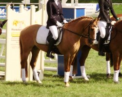 dressage horse Hobbit 29 (German Riding Pony, 2005, from Handsome Boy)