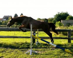 broodmare Upsalla (Hanoverian, 2010, from Uccello)