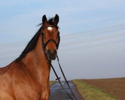 jumper Copado (Westphalian, 2006, from Cayetano L)