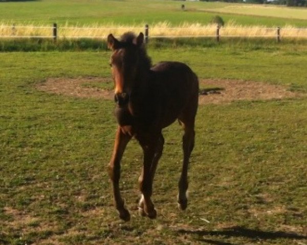 dressage horse Rush Forever H (Westphalian, 2014, from Rock Forever NRW)