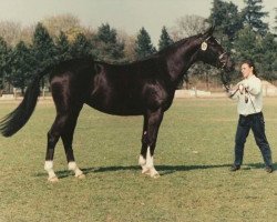 broodmare Keniana (Trakehner, 1993, from Gratian)