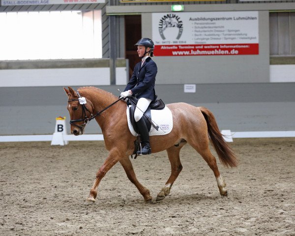 dressage horse Daddy's Delight 3 (German Riding Pony, 2007, from FS Don't Worry)