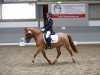 dressage horse Daddy's Delight 3 (German Riding Pony, 2007, from FS Don't Worry)