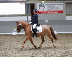 Dressurpferd Daddy's Delight 3 (Deutsches Reitpony, 2007, von FS Don't Worry)