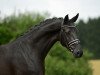 dressage horse Rubitanos Dream (Westphalian, 2009, from Rubitano)