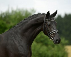 dressage horse Rubitanos Dream (Westphalian, 2009, from Rubitano)