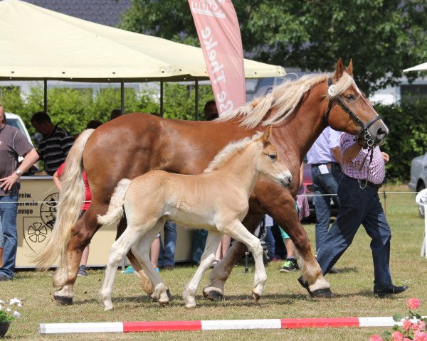 Pferd Happy Molly (Rheinisch-Deutsches Kaltblut, 2014, von Higgins)