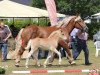 horse Happy Molly (Rhenish-German Cold-Blood, 2014, from Higgins)