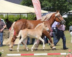 horse Happy Molly (Rhenish-German Cold-Blood, 2014, from Higgins)