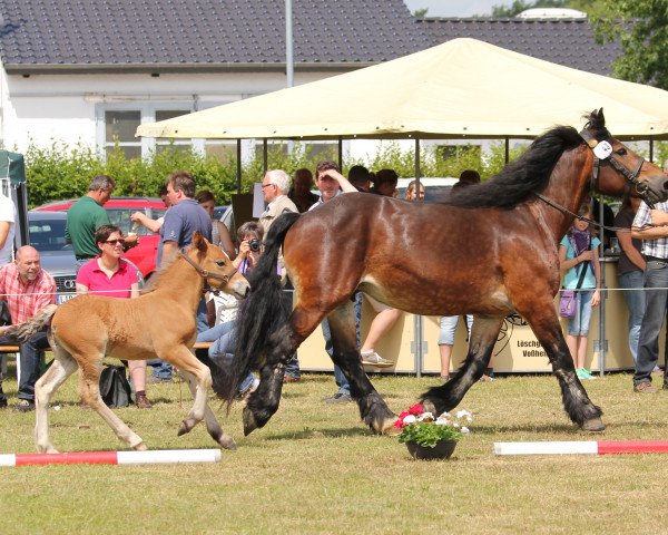 horse Hengst von Hennesy (Rhenish-German Cold-Blood, 2014, from Hennessy)