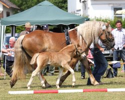 horse Stute von Emilio (Rhenish-German Cold-Blood, 2014, from Emilio)