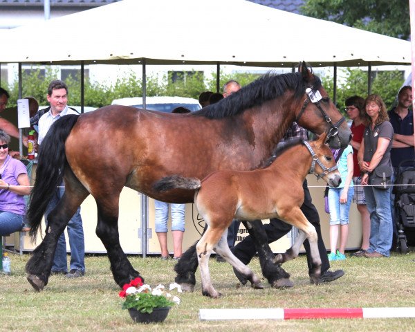 horse Hengst von Martell (Rhenish-German Cold-Blood, 2014, from Martell)