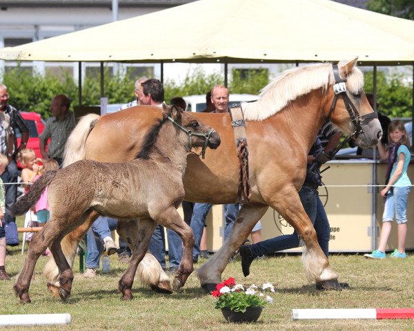 horse Stute von Martell / Helmut (Rhenish-German Cold-Blood, 2014, from Martell)