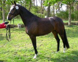 broodmare Shakira M (Oldenburg, 2005, from Sunny-Boy)