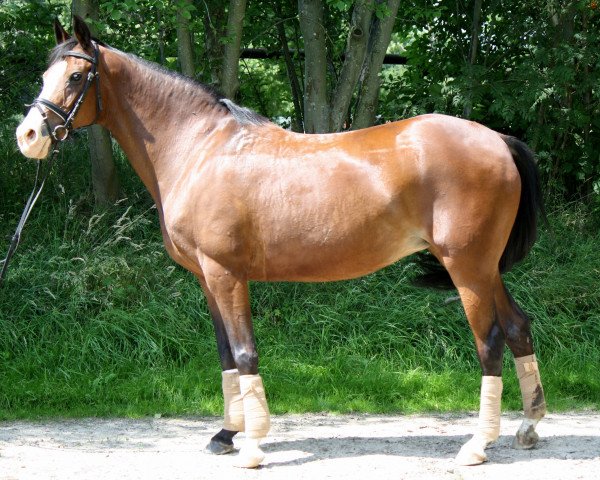 broodmare Bellaby (German Riding Pony, 1995, from Brillant)