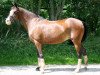 broodmare Bellaby (German Riding Pony, 1995, from Brillant)