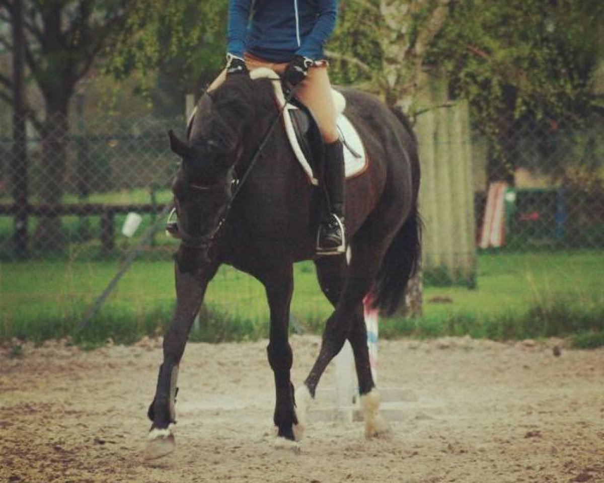 horse Romantika (Bavarian, 2006, from Raphael)