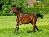 broodmare Landora 14 (Oldenburg, 2001, from Landor S)