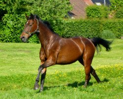 broodmare Landora 14 (Oldenburg, 2001, from Landor S)