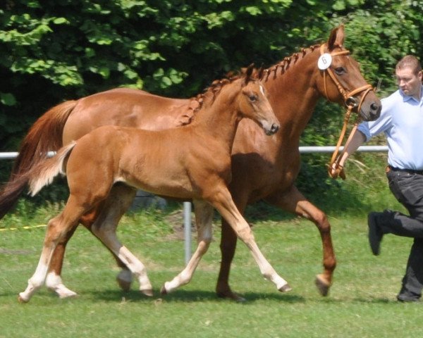 dressage horse Quattro bianco (Westphalian, 2014, from Quantensprung 3)