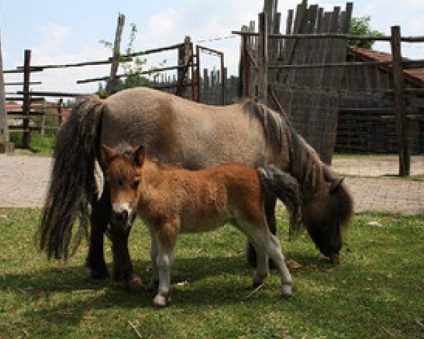 Zuchtstute Opal (Shetland Pony (unter 87 cm), 1995, von Kerswell B.A.)