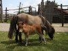 Zuchtstute Opal (Shetland Pony (unter 87 cm), 1995, von Kerswell B.A.)