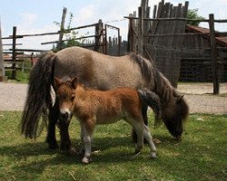 broodmare Opal (Shetland pony (under 87 cm), 1995, from Kerswell B.A.)