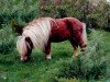 stallion Weshley van Stal Nederkoorn (Shetland pony (under 87 cm), 1984, from Rocky van Heerhoeve)