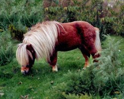 stallion Weshley van Stal Nederkoorn (Shetland pony (under 87 cm), 1984, from Rocky van Heerhoeve)