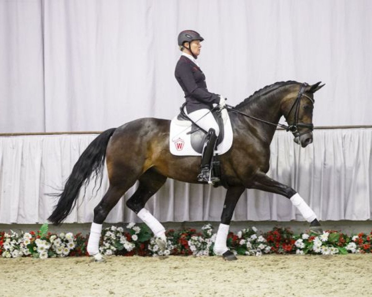 broodmare Romeos Juliet (Westphalian, 2010, from Rock Forever NRW)