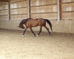 Pferd Flavia Pop (Hessisches Warmblut, 1991, von Felipus)