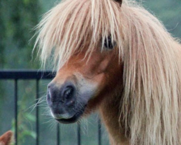 Zuchtstute Vivian van Klein Engelland (Shetland Pony (unter 87 cm),  , von Ornaat v.d. Aanvangsweg)