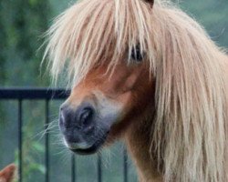 broodmare Vivian van Klein Engelland (Shetland pony (under 87 cm),  , from Ornaat v.d. Aanvangsweg)