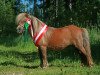 Zuchtstute Orma van Valkenblik (Shetland Pony (unter 87 cm), 1999, von Ice Breaker van de Beemster)