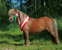 broodmare Orma van Valkenblik (Shetland pony (under 87 cm), 1999, from Ice Breaker van de Beemster)